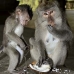 monkey_macaque_balinese_mf_ubud_v_0498_bal0500.jpg